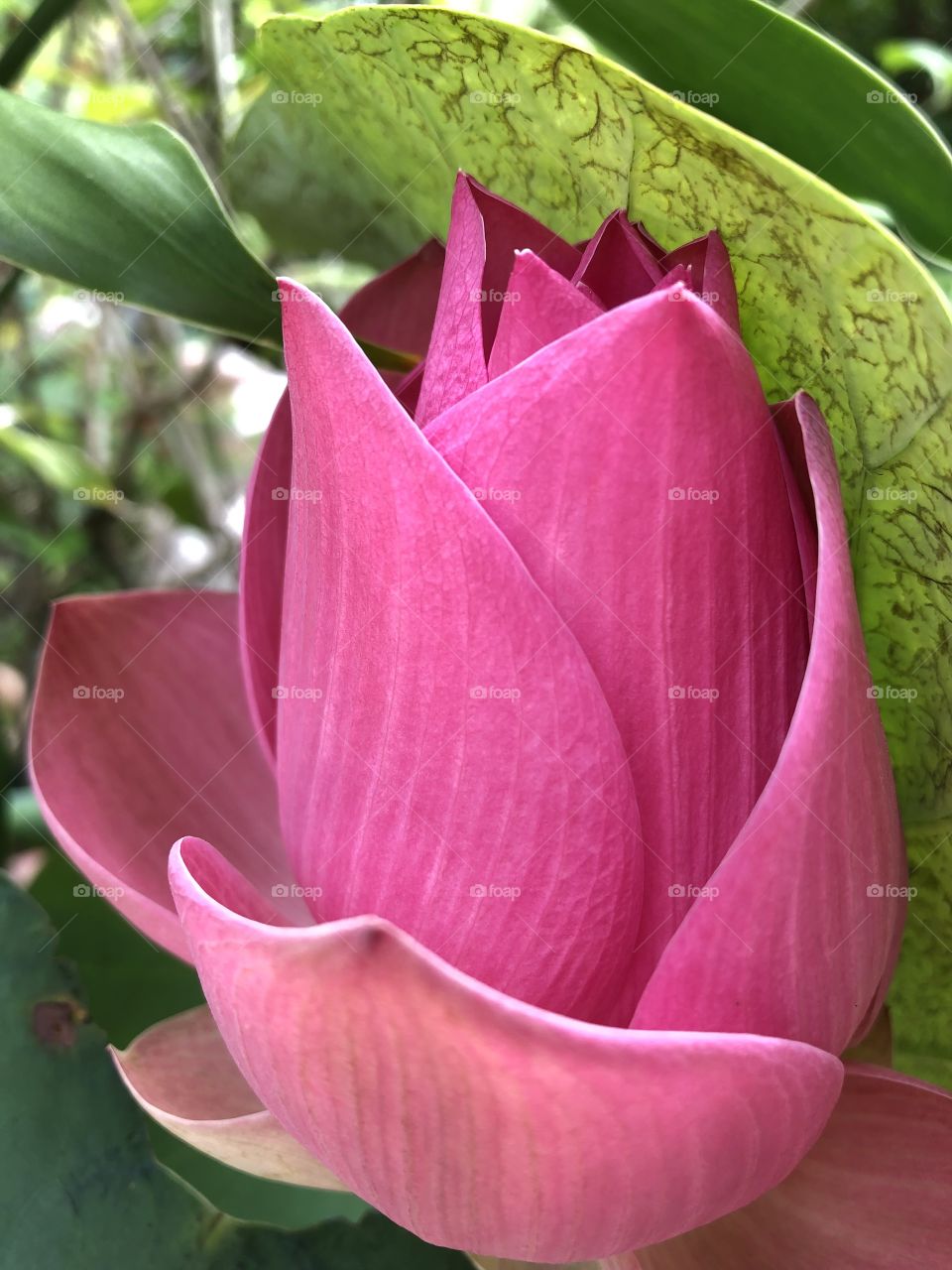 Flower # garden # pink lotus 