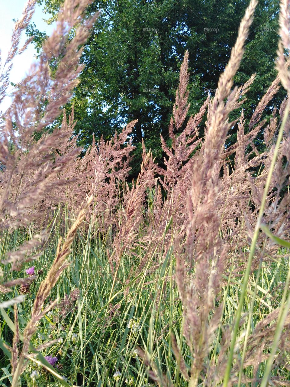 Трава цветет