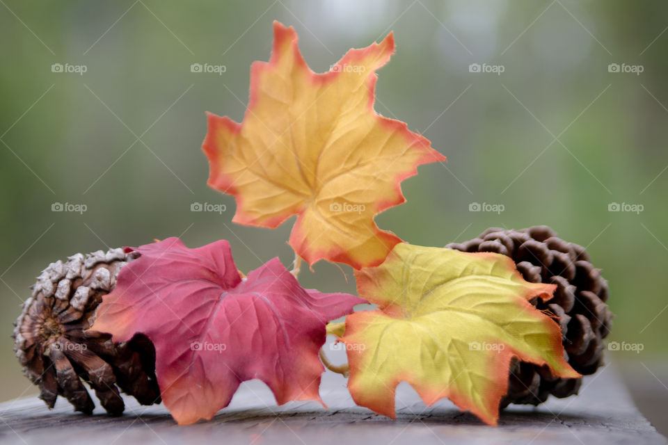 Fall Autumn Colorful Leaves with Pinecones