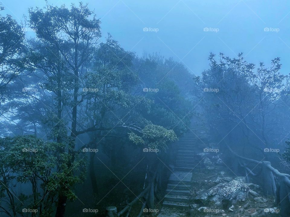 fog and forest