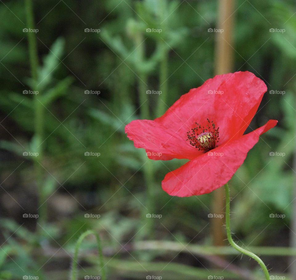 Red Poppy 