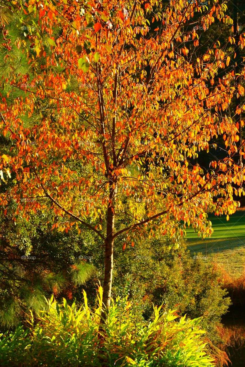 Tree in fall colors 