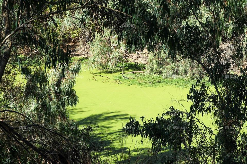 Looking through the trees at an algae covered pond at the monarch butterfly preserve in the forest of the natural bridges state park in Santa Cruz California