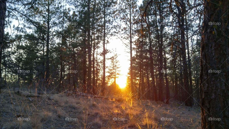 forest sunrise