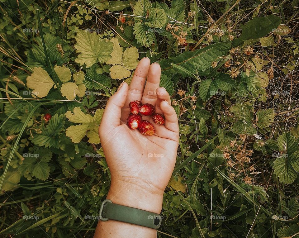 Збір полуниці - Strawberry picking