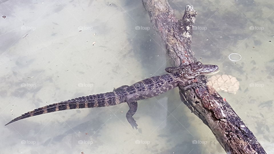 Gator on a branch