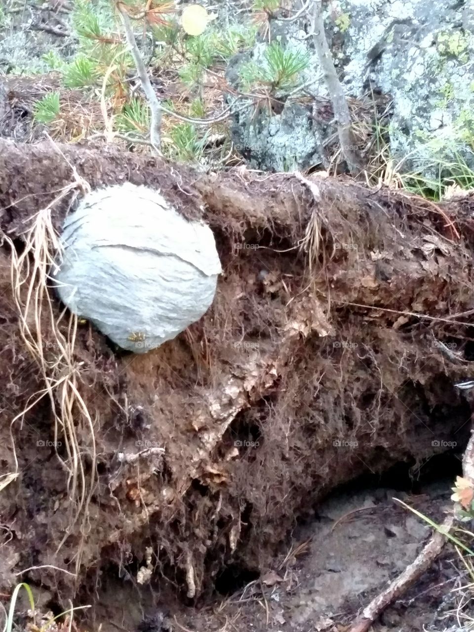 Paper Nest