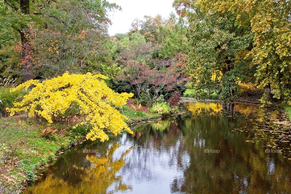 autumn tree in the park