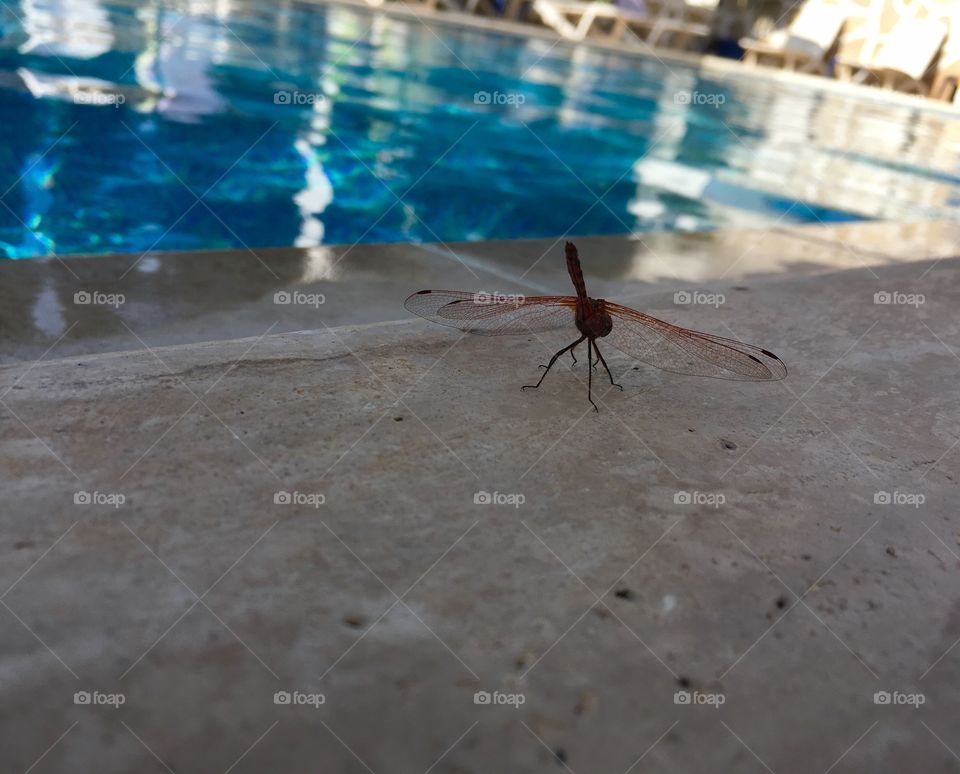 Dragonfly near the pool