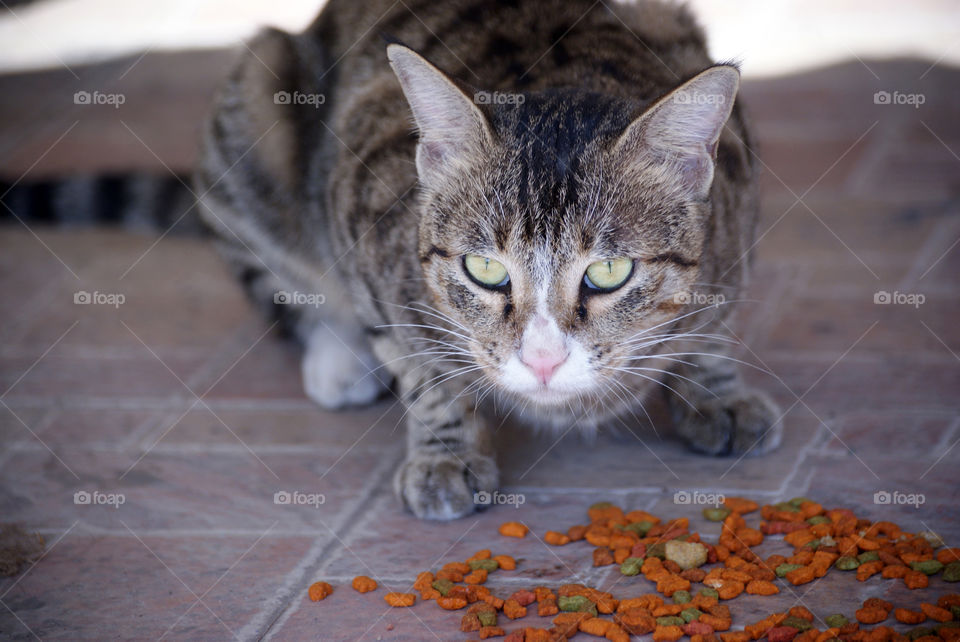 Missy Meow enjoying her treat, which is quite colourful.