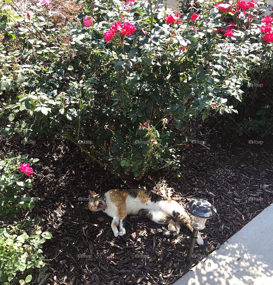calico cat sleeping under rose bush outside in Georgia