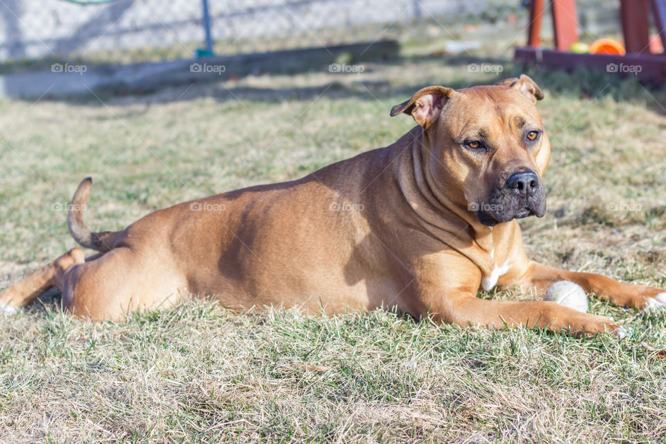 Dog relaxing on grass