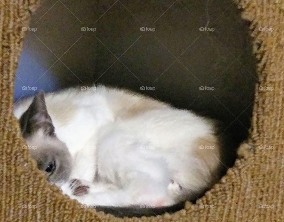 cat in a cat den