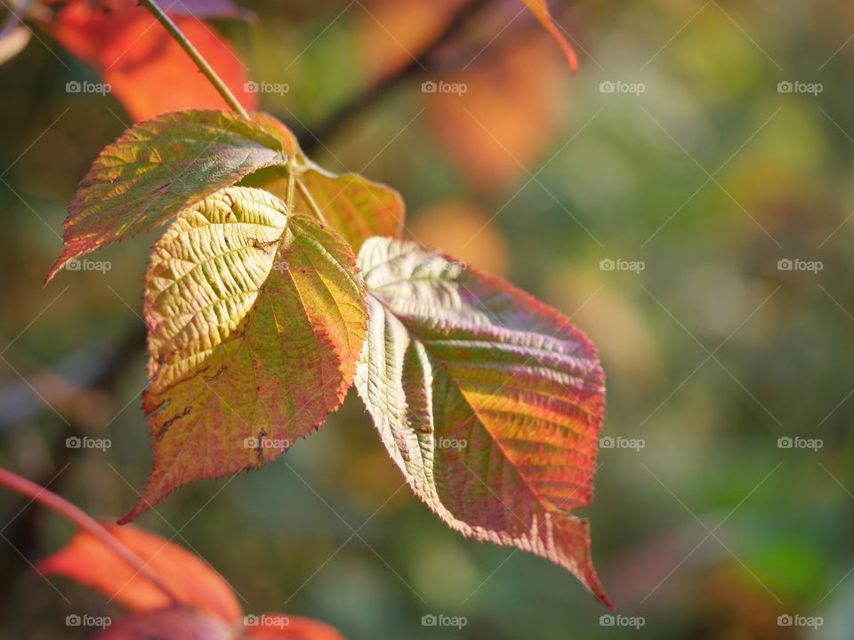 Autumn colors