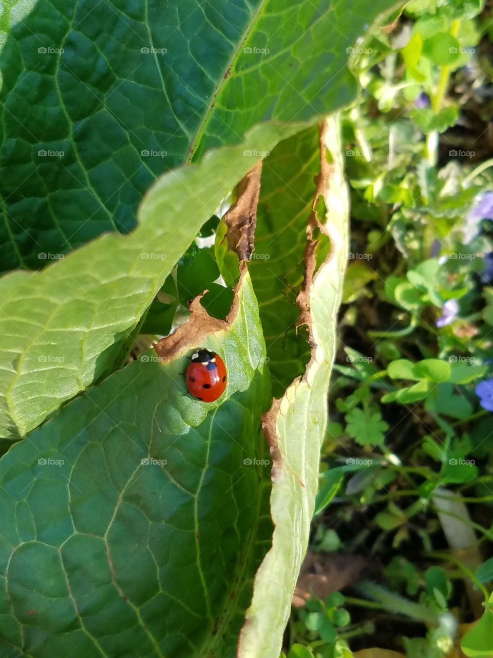 Ladybirds close-up