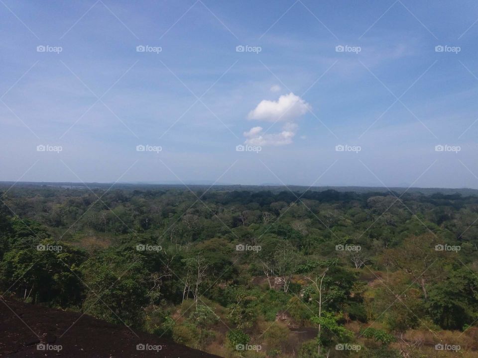 Amazonian landscape