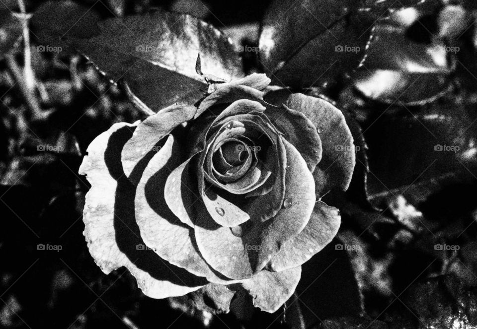 Silver rose. 