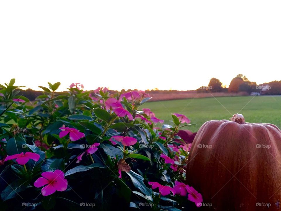 Fall Pumpkin Sunset