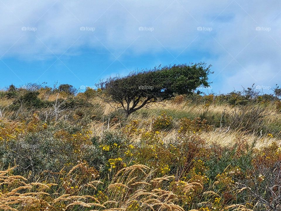 Tree gone with the sea wind in a landscape on Burgh Haamstede in the Netherlands