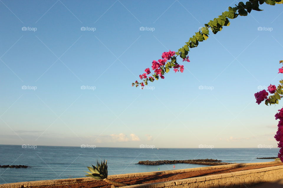 View of the ocean at dusk, peeking through topical, lush floral landscapes l.