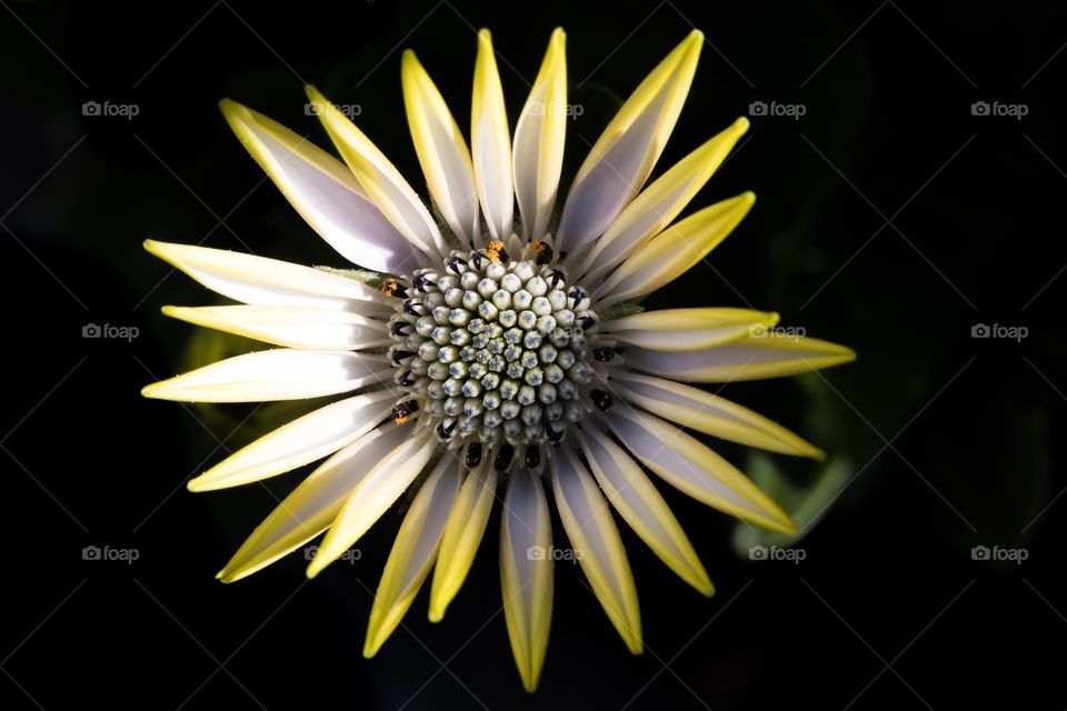 Closeup of sun shining on beautiful flower with dark background 