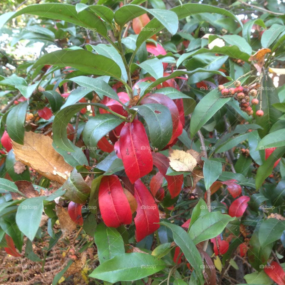 Autumn leaves on the tree