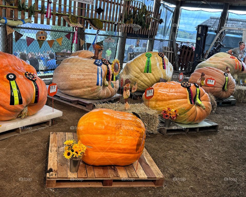 Pumpkin contest at the state fair