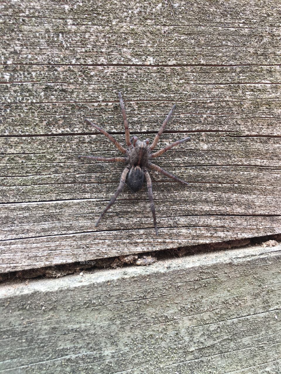 Wolf Spider in CT
