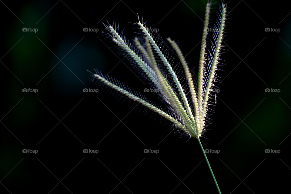 A panicle of Wind mill grass is isolated on a dark background.