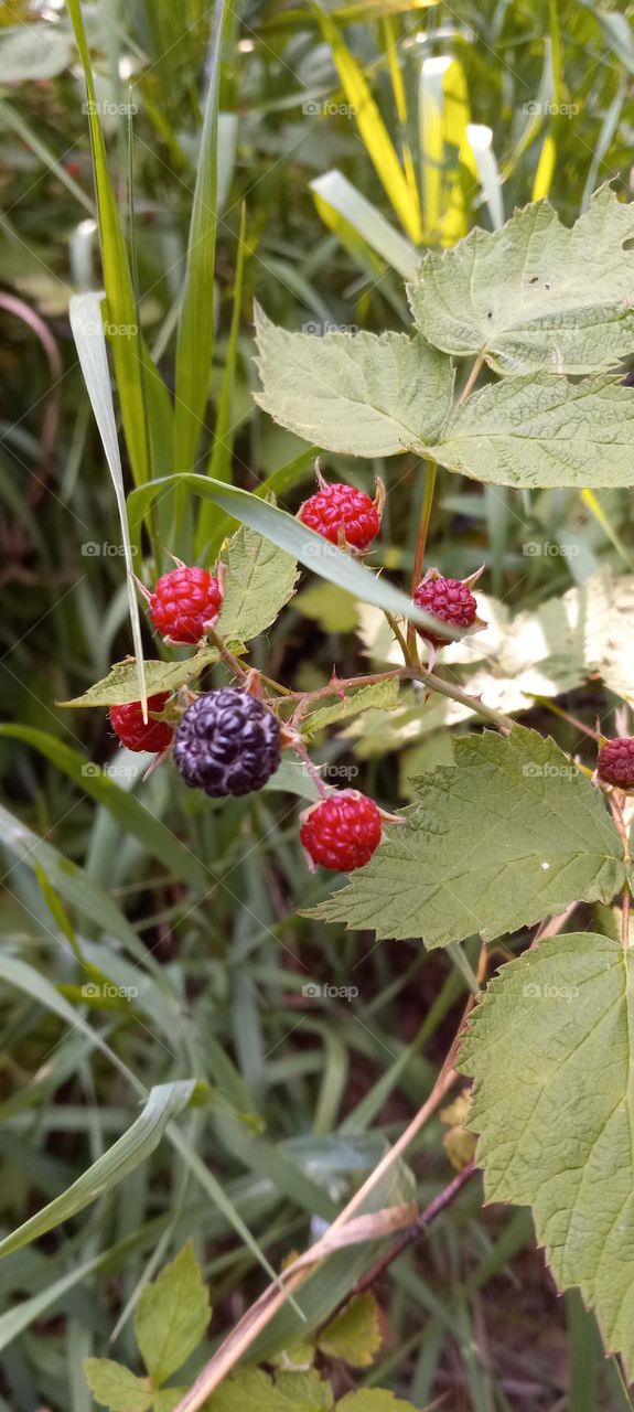 black raspberry