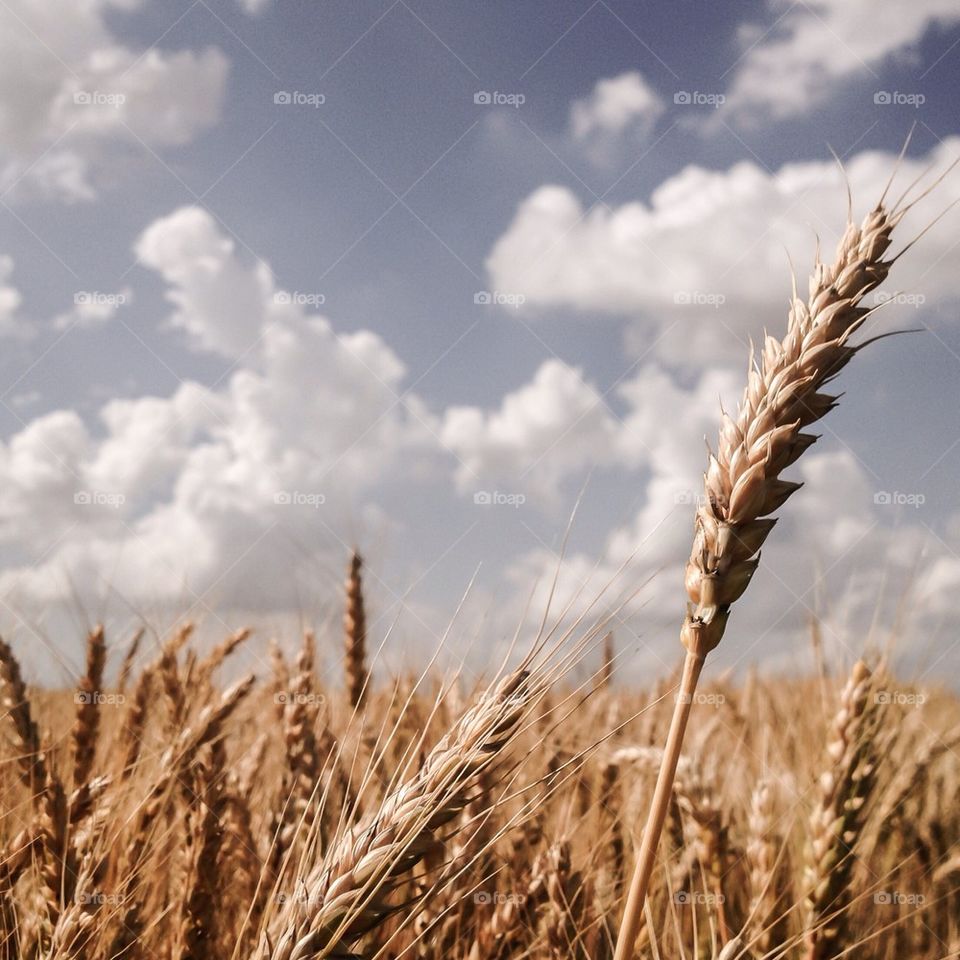 wheat