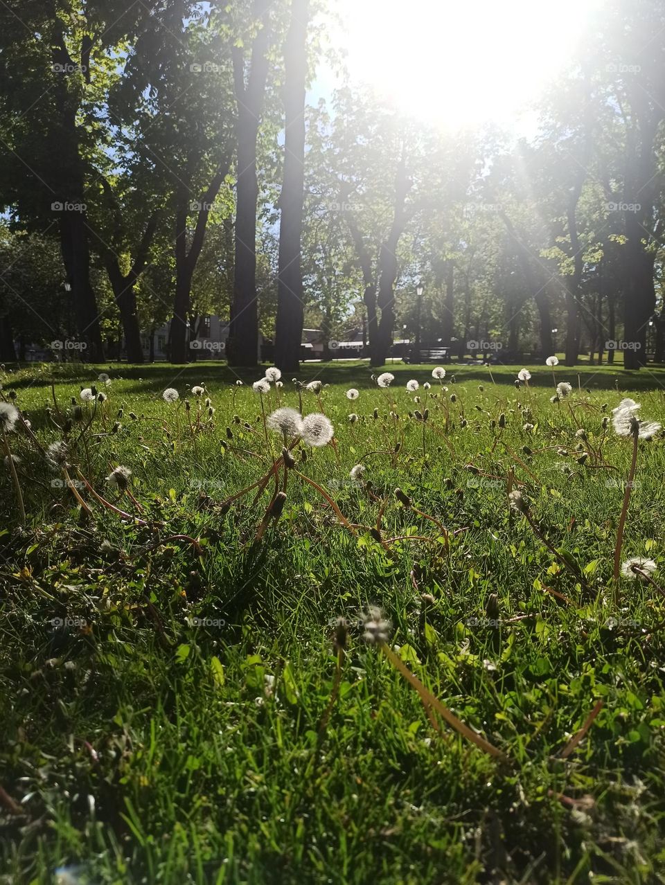 Urban Nature: plants