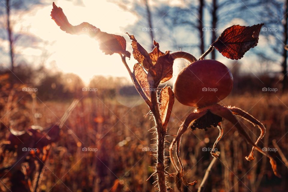 Rose hip in the evening light.