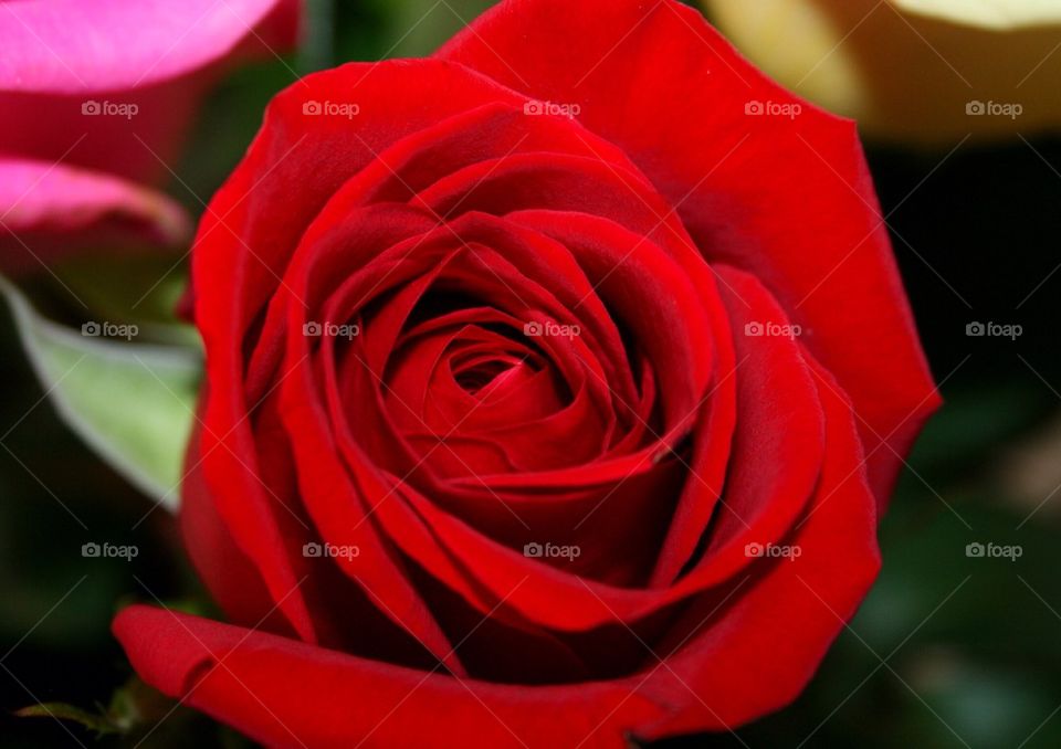 Red Hot Rose