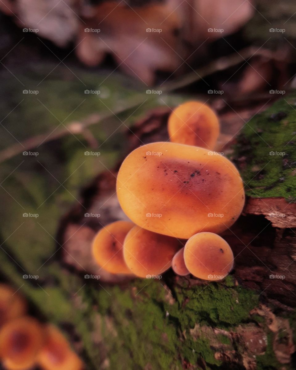 wild mushroom, woodland,  sulphur tuft