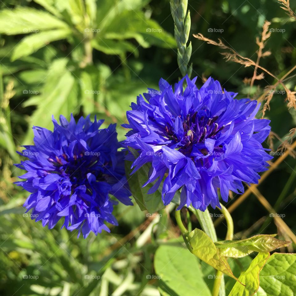 Blue corn flower