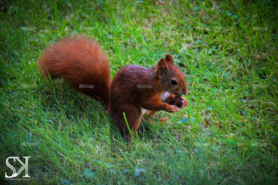 Eichhörnchen 