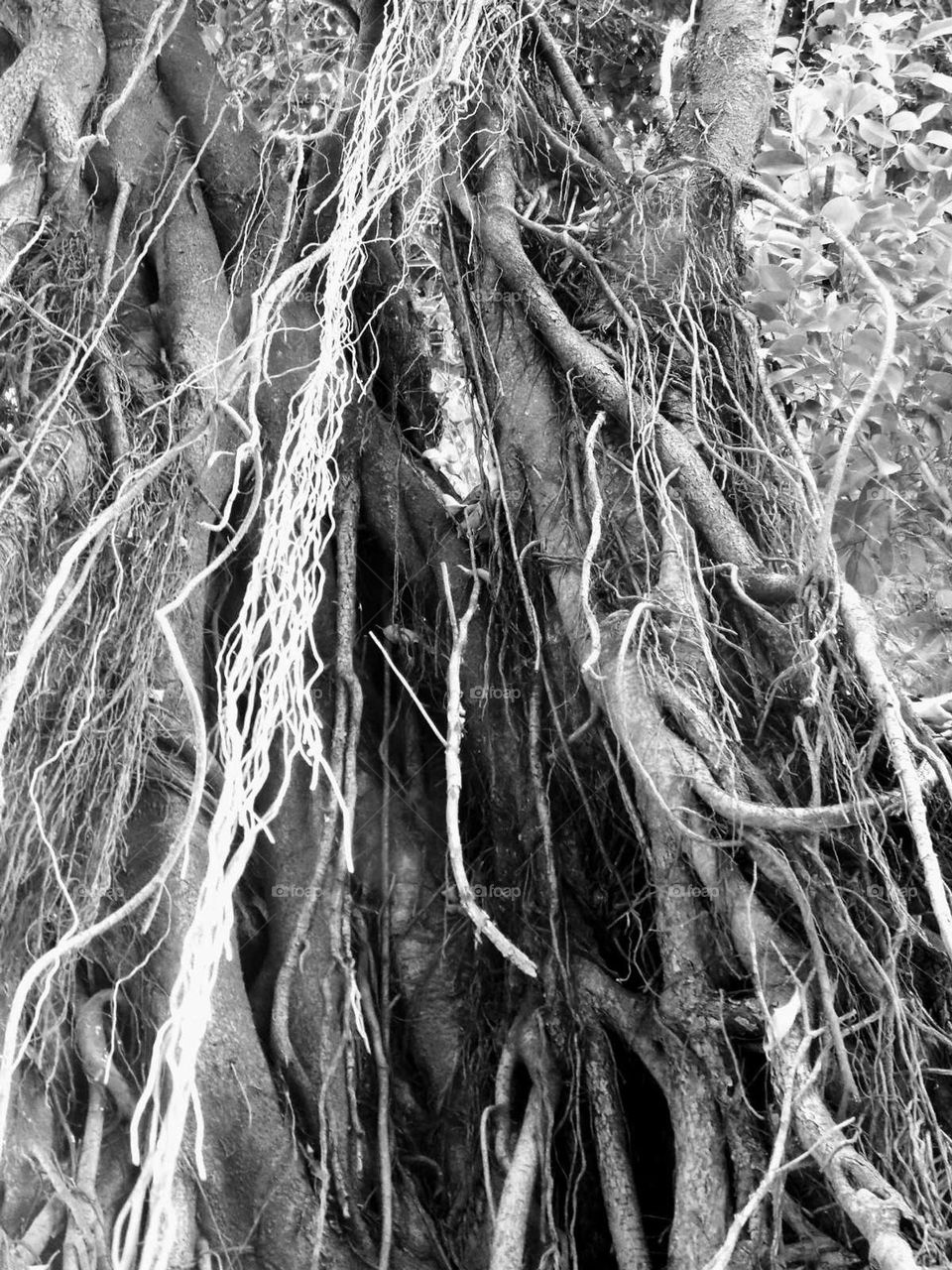 banyan tree roots