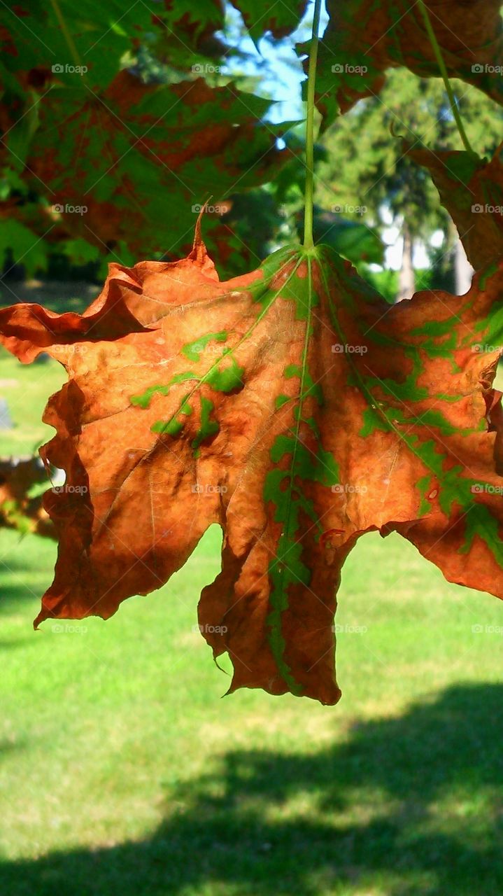 Leaf, Fall, Nature, No Person, Tree