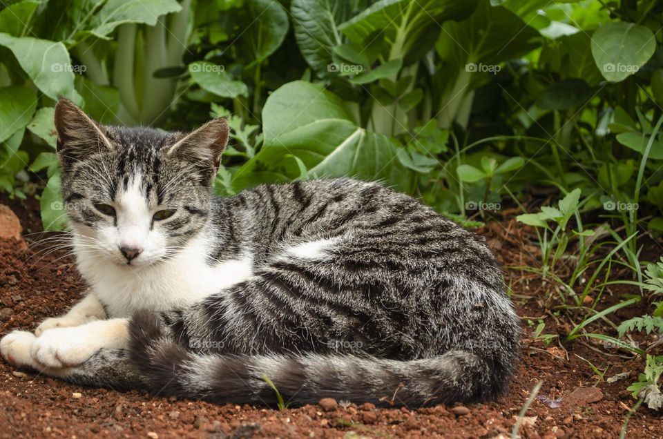 Cat Beside Pack Choi Garden