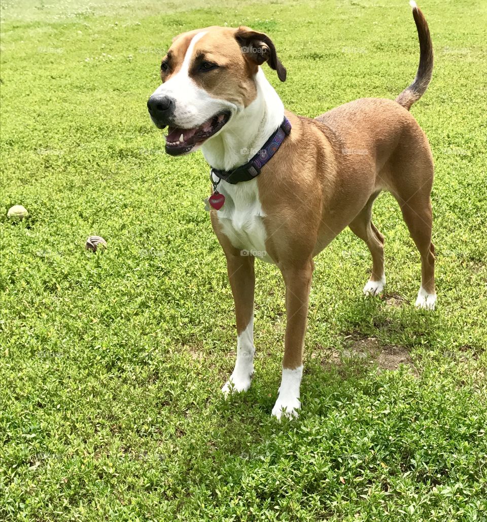 Dog on Lawn