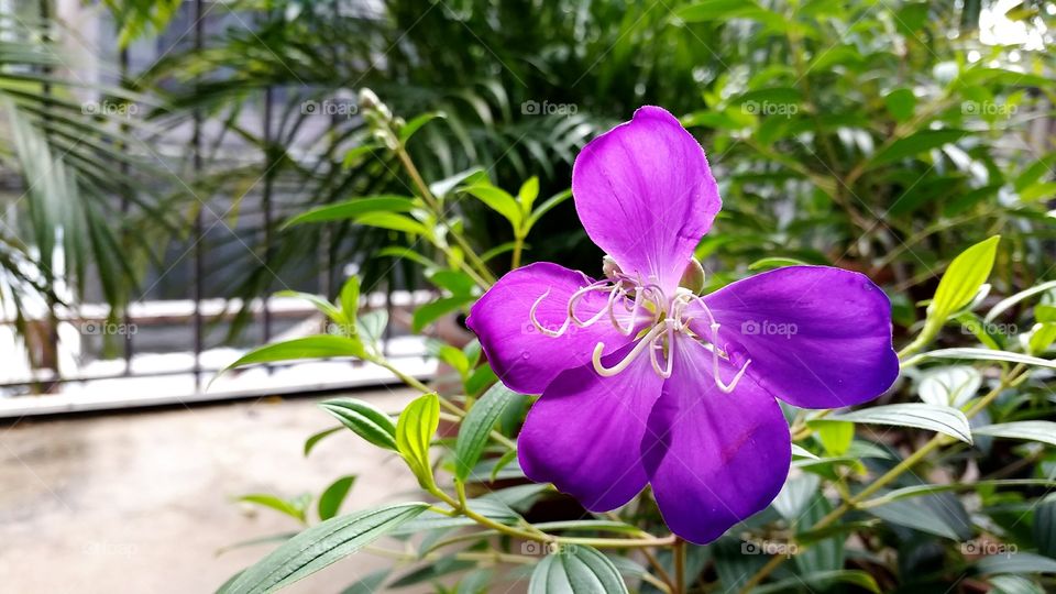 Close-up of fresh purple flower