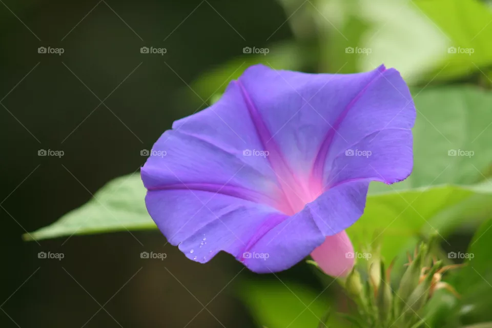 Morning glory, Morning-glory, ipomoea nil, flower, bloom, Portrait of a morning glory flower in bloom.