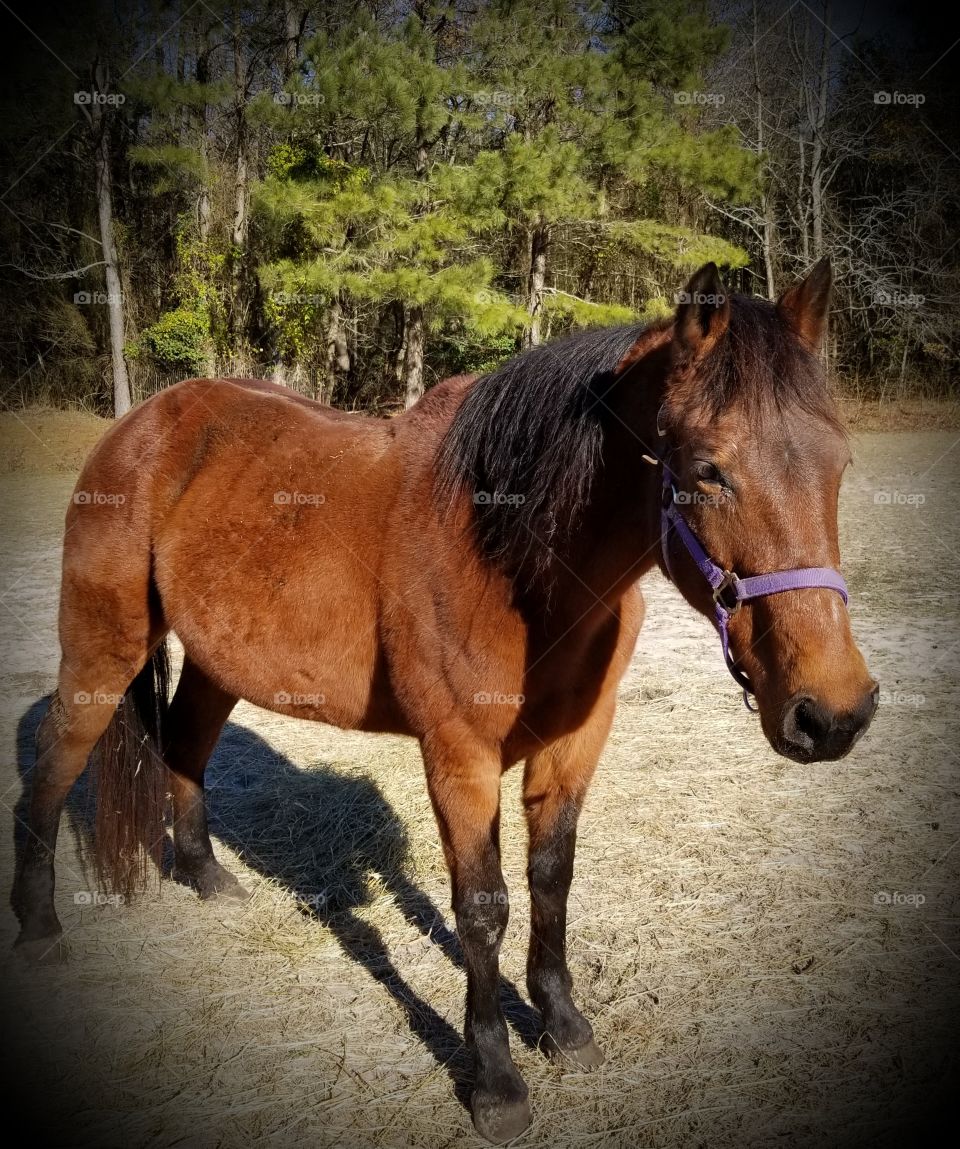 Parked out bay Morgan X mare rescued from Kaufman Kill pen in 2017