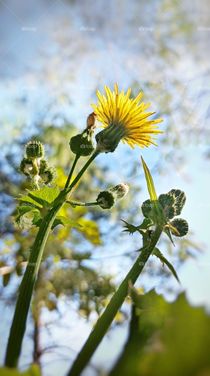 Yellow flower in the sunbeams