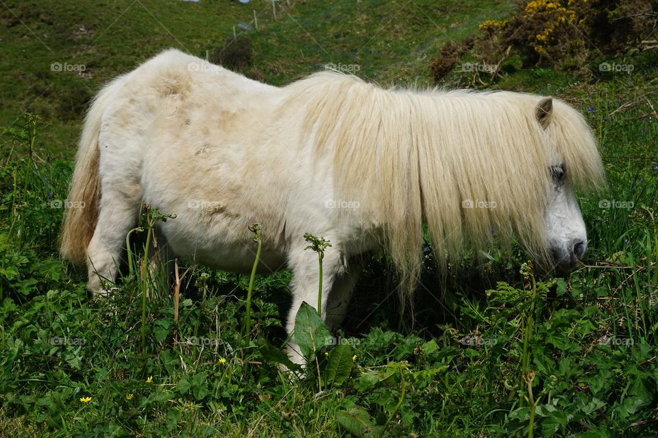 Cliff top wild pony spotted whilst walking along the Roseland Peninsula… really tiny !