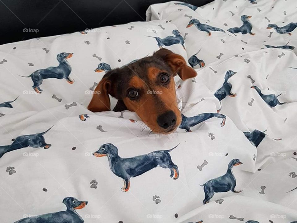 Doxie in a blanket