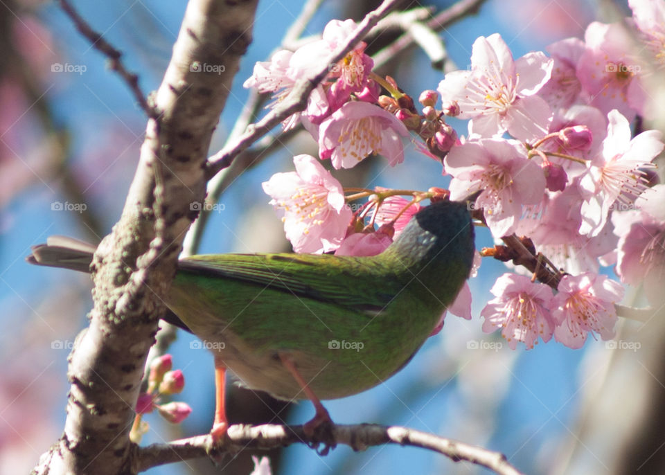 Bird greem