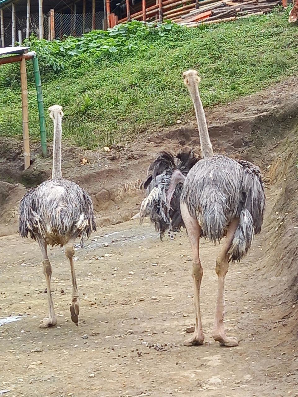 ostrich couple