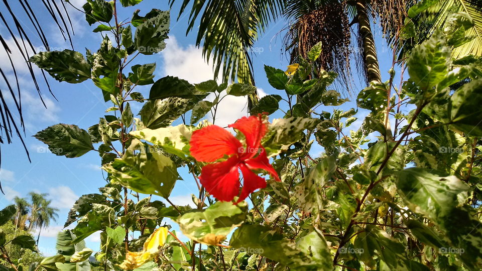 ARBUSTOS VERDES HIBISCO